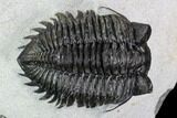 Coltraneia Trilobite Fossil - Huge Faceted Eyes #108491-2